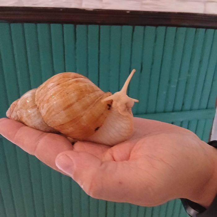 Ślimak olbrzymi achatina