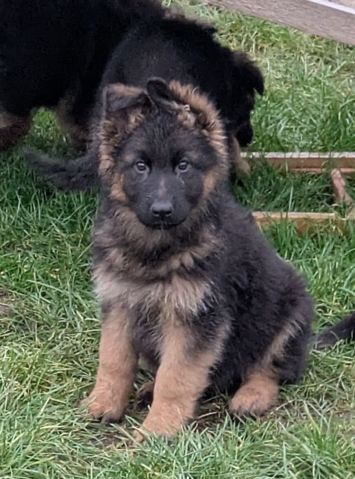 Owczarek niemiecki długowłosy