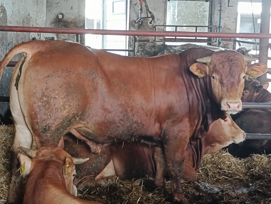 Buhaje rozplodowe Limousine