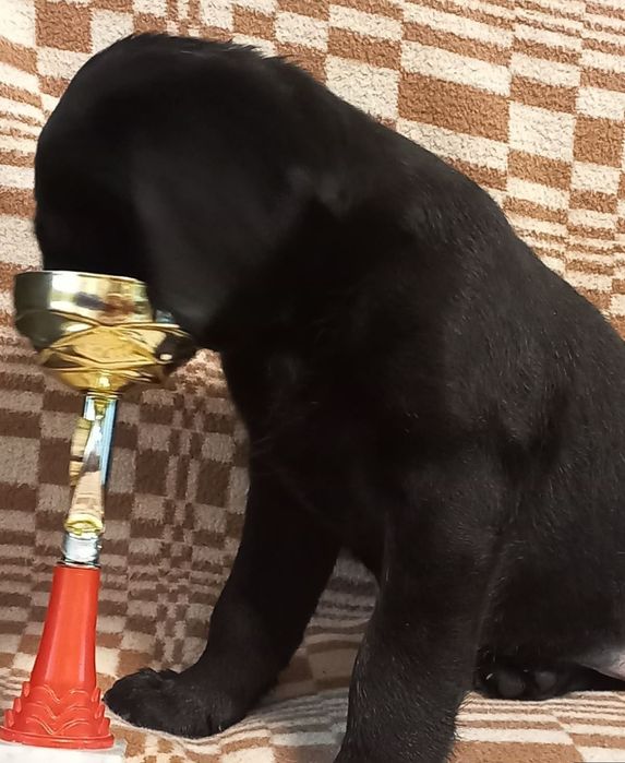 Элитные щенки питомника Лабрадор Ретривер