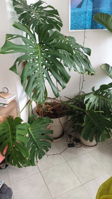 Monstera Deliciosa com 4 anos