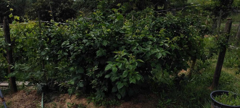 Amora-silvestre Gigante sem espinhos