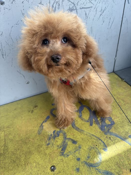 Вязка той-пудель (карликовый)