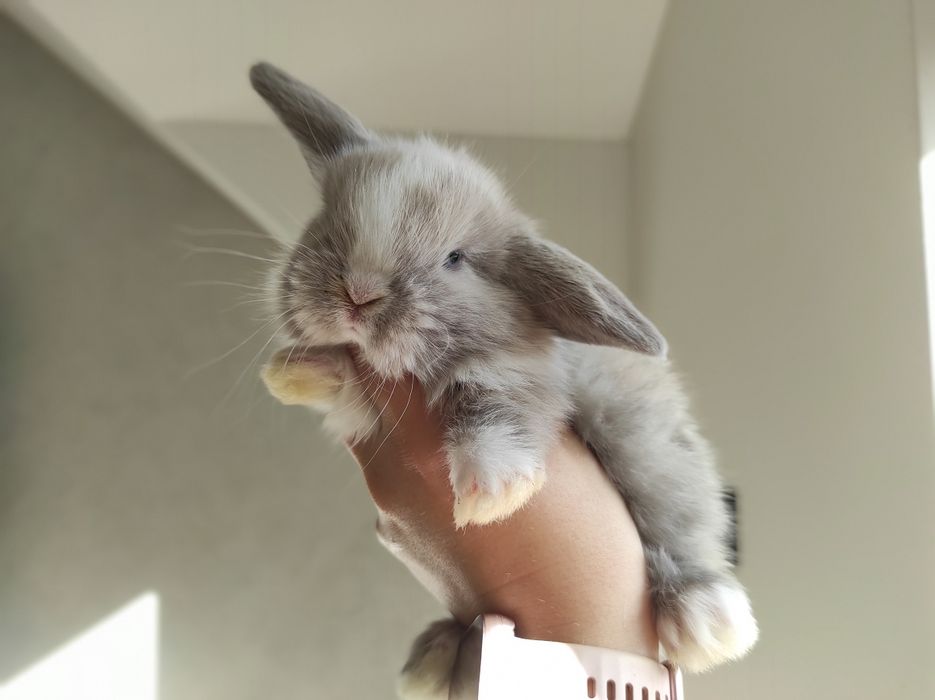 Mini Lop Króliczki Czystej Rasy z WYPRAWKĄ Śliczne Malutkie Króliczki