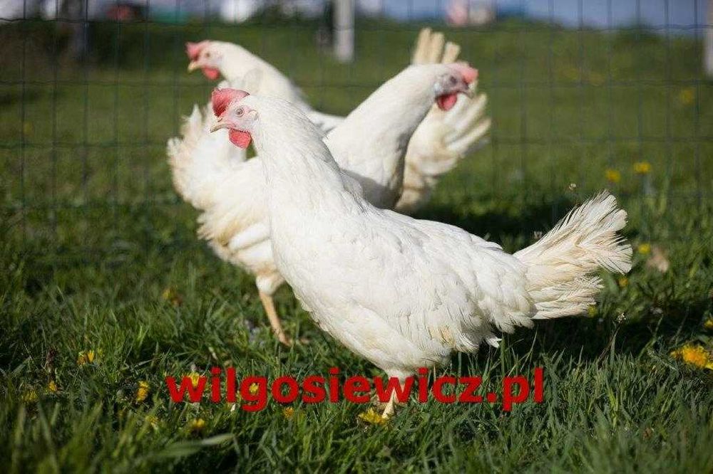 Kurki kokoszki nioski odchowane Tetra na jajko odchowana