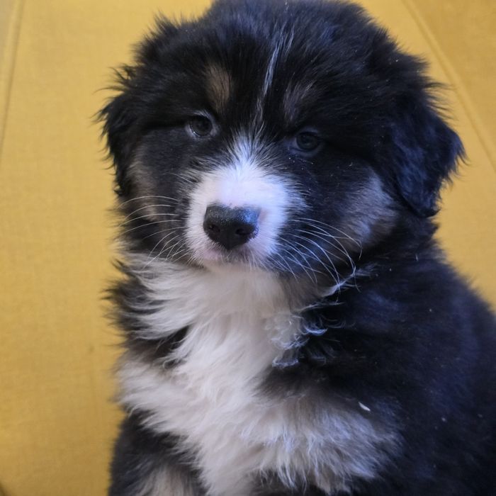 Owczarek australijski FCI suczka Morfina