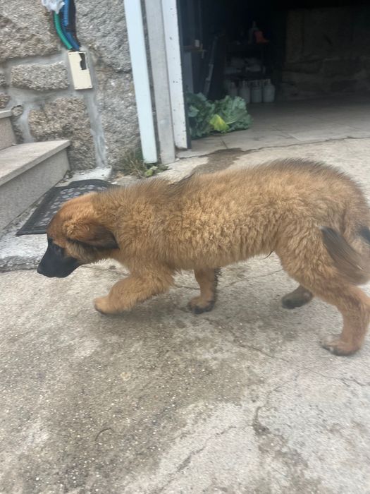 Cão da serra puro