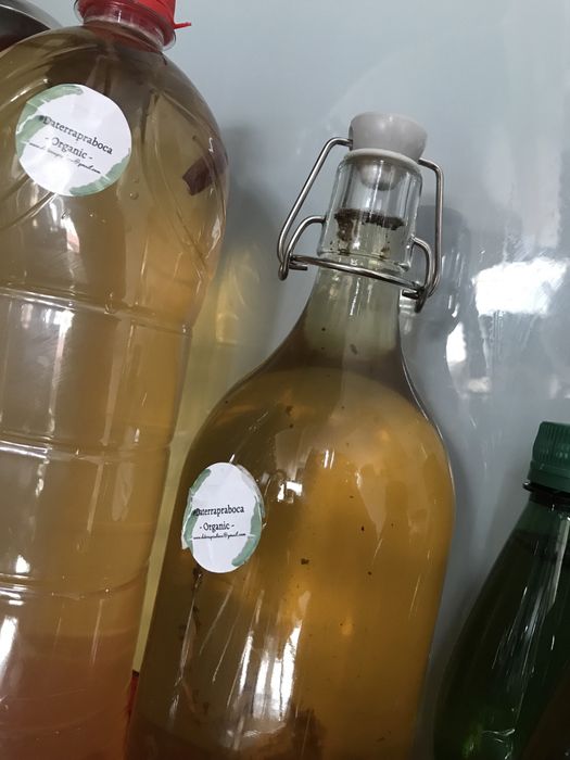 Kombucha caseira varios sabores