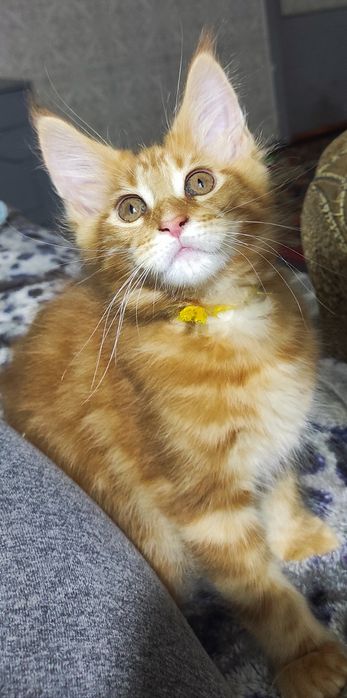 Котятки породы Мейн Кун