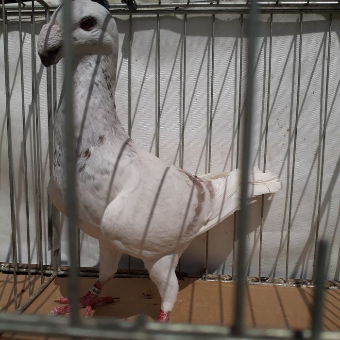 Ozdobne niemiecki wystawowy