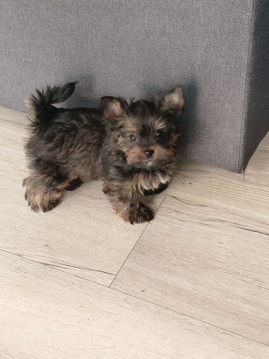 Yorkshire terrier mini sunia