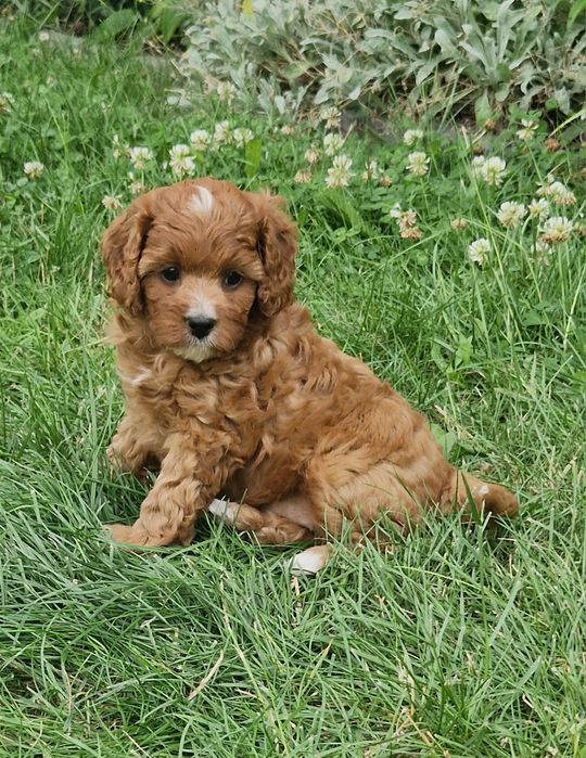 Sunia cavapoo f1