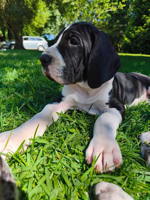 Dogue Alemão macho disponível