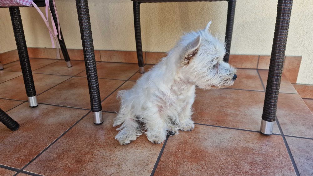 piesek West Highland White Terrier FCI z metryką ZKwP -po MultiChampionie
