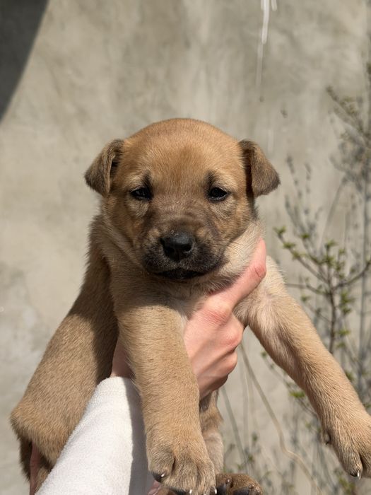 Собачка (дівчинка) // півтора місяці // віддам в добрі руки