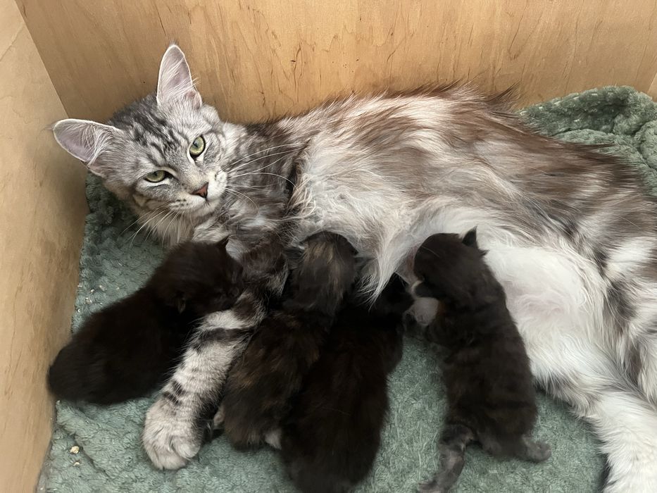 Kotka Maine Coon