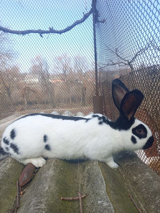 Продам Німецький Строкач