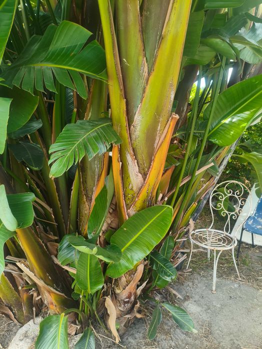 Estrelícia-Gigante / Ave-do-Paraíso Branca (Strelitzia nicolai) – Pés p/ Venda