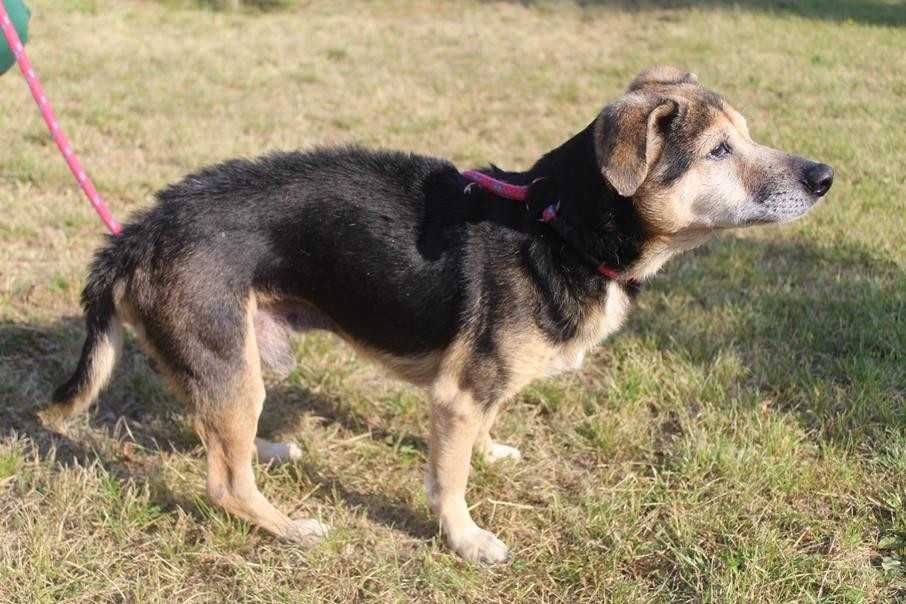 Bandziorek malutki, starszy piesek marzy o ciepłym domu - schronisko