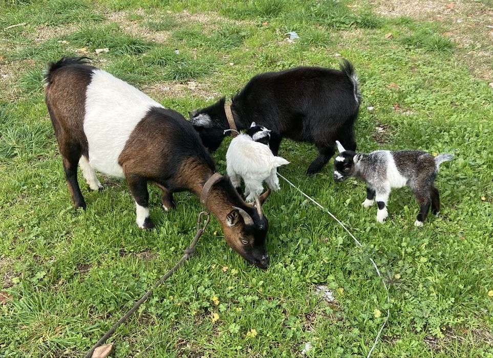 Vendo 4 cabras femeas , a cabra malhada tem duas filhas femeas ,
