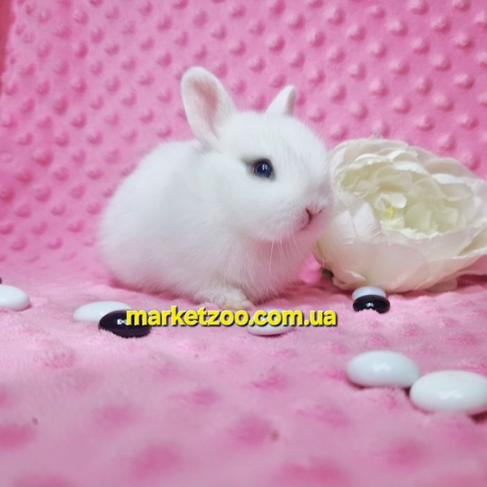 Найменші кролики в Україні!Карликовые кролики,карликові, міні ,мини