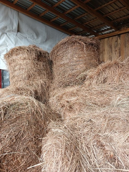 Sprzedam siano .