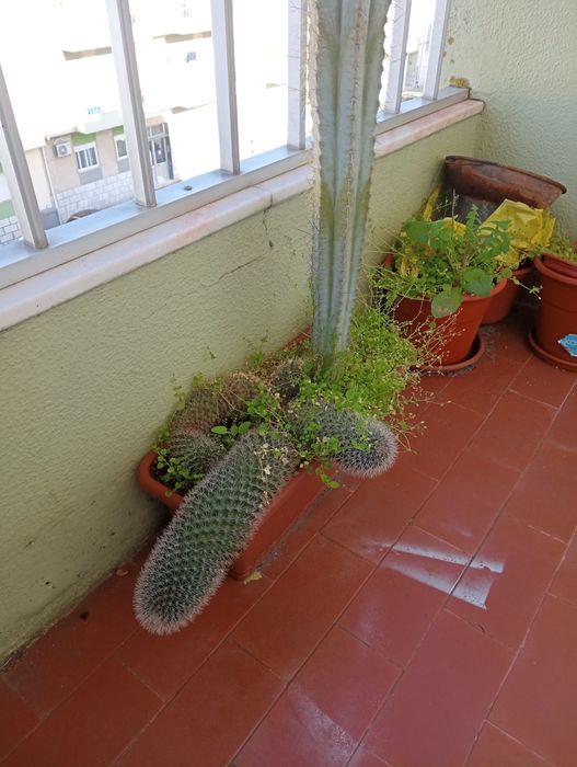 Vaso com Cactos - Duas espécies