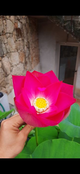 Nenúfar Lotus Nelumbo - plantas de lago