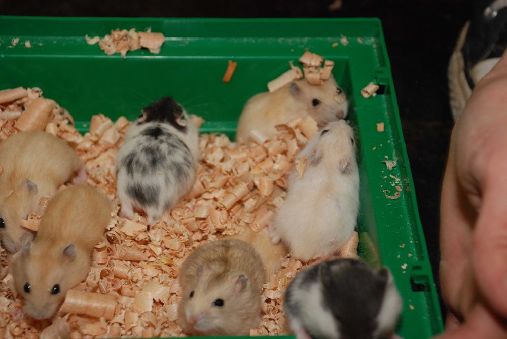 Ручные хомячки Джунгарики+ Клетки с трубами для грызунов