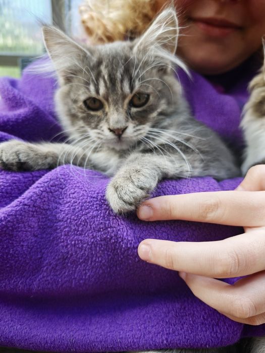 котики кошенята коти