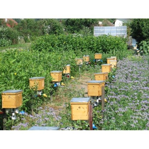 Матки Карпатка, плідні матки, бджоли, пасіка, розведення бджіл.