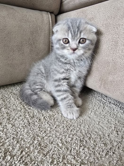 Gatinho Scottish Fold, Silver Tabby
