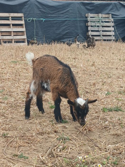 Cabrito micro anão