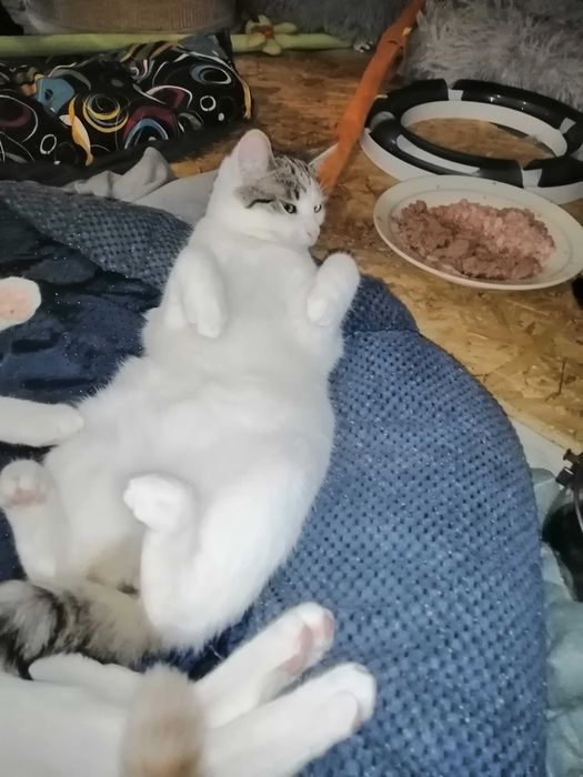 Pół roczny cudak dziewczynka