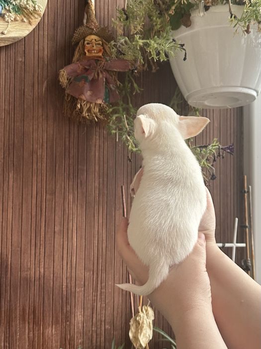 Міні дівчинка чихуахуа у Львові КСУ