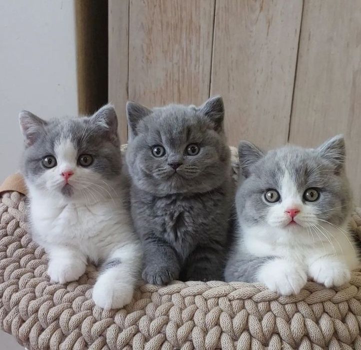 Прелестные котята