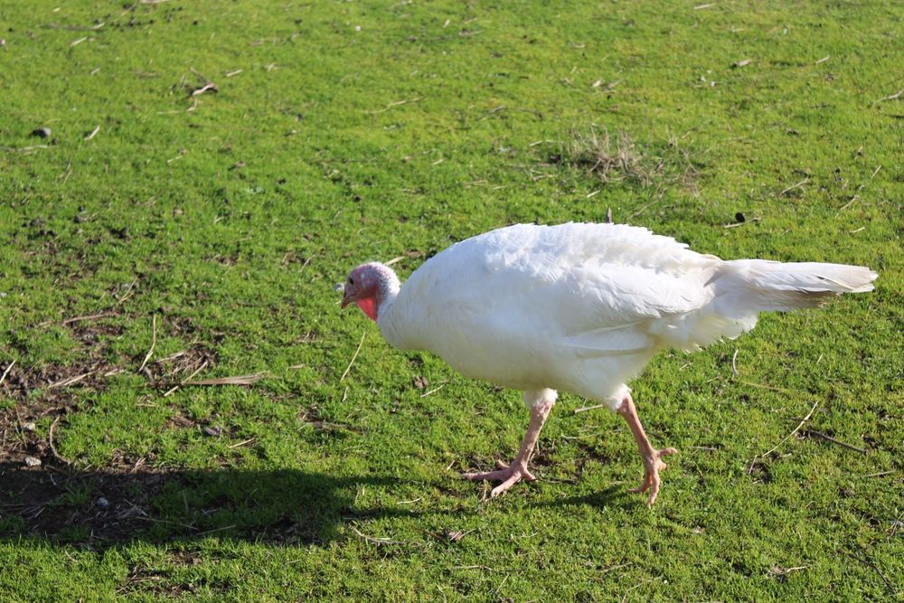 Peru machos e fêmeas