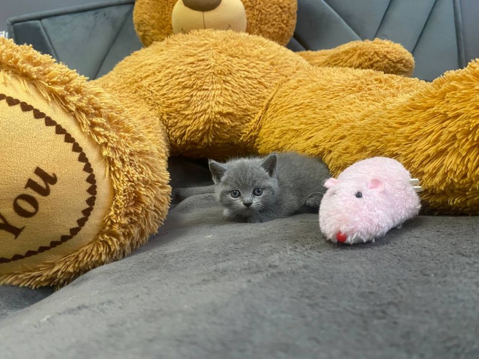 Британська кішечка