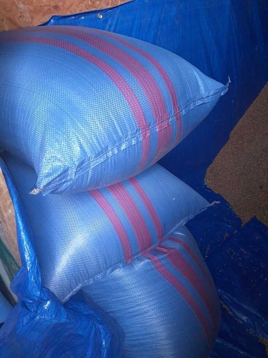 pszenica patras , owies bingo