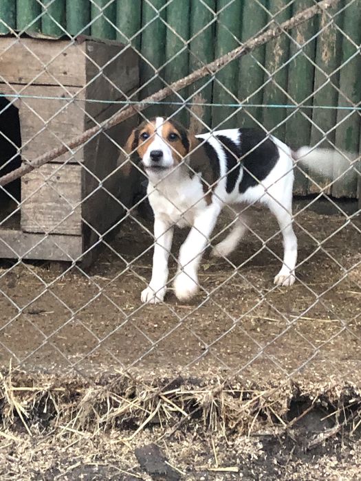 Щенята естонської гончоі