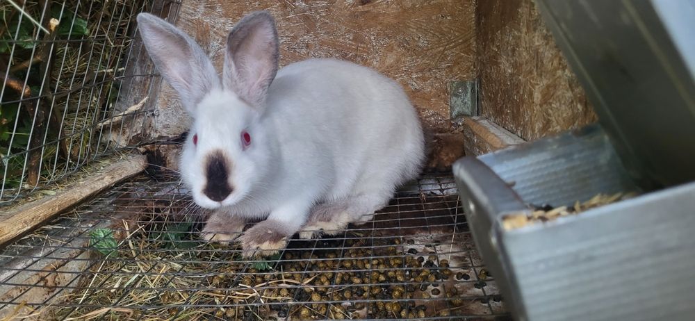 Кролики каліфорнійці