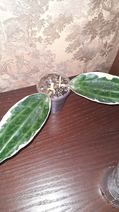 Хойя Hoya macrophylla 'Albomarginata', "Pot of gold".
