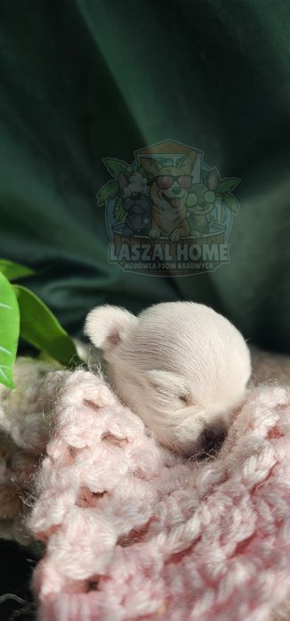 Chihuahua Mini dziewczynka suczka MIMI