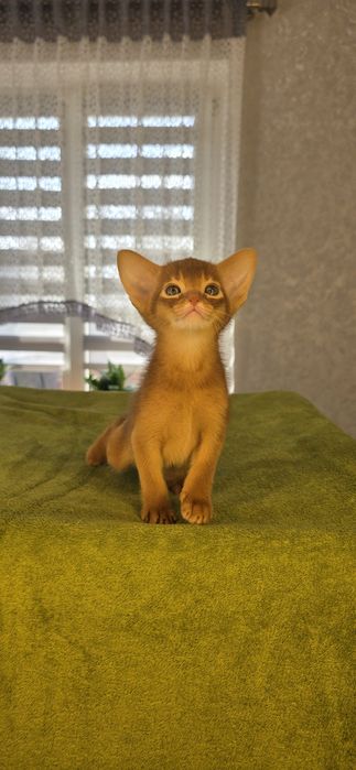 Абиссинский мальчик)