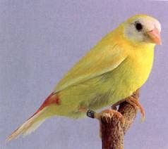 Exóticos tricolor papagaios etc...