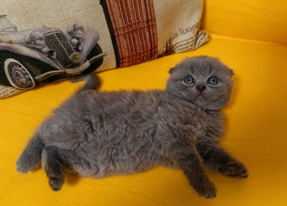 Шотландська висловуха дівчинка Ліберті