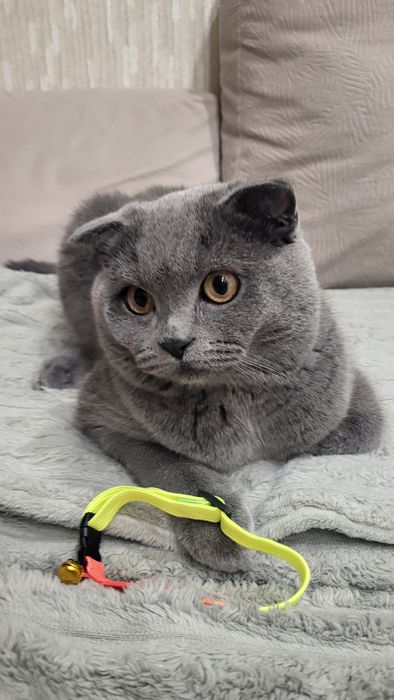 Вязка Шотландский вислоухий  Скоттиш  Фолд