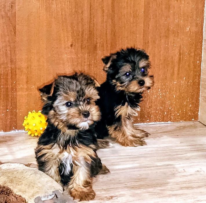 Yorkshire terrier