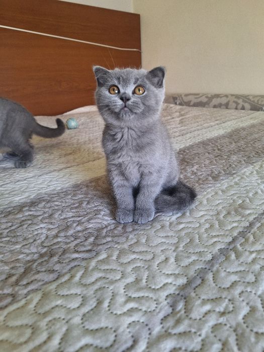 Scottish fold fêmea  azul