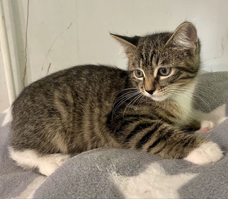 Котенок маленький мальчик полосатый с белыми носочками